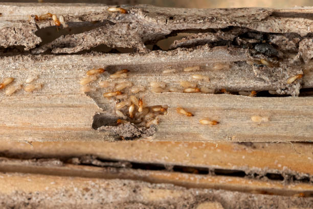 Best Termite Control Services  in Plainwell, MI