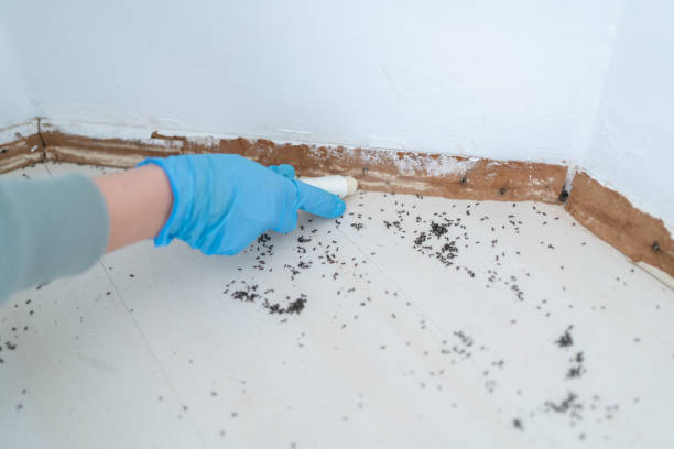 Best Best Pest Control Companies  in Plainwell, MI