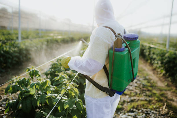 Best Local Pest Control Services  in Plainwell, MI